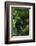 Germany, Baden-WŸrttemberg, Black Forest, Burgbach-Andreas Keil-Framed Photographic Print