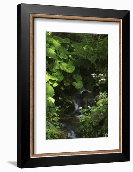 Germany, Baden-WŸrttemberg, Black Forest, Burgbach-Andreas Keil-Framed Photographic Print