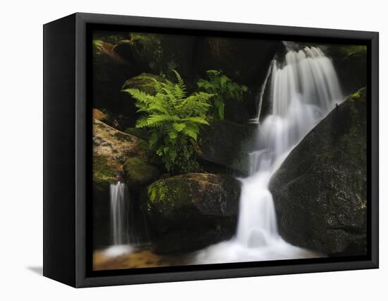 Germany, Baden-WŸrttemberg, Black Forest, Gertelsbach, Gertelsbach Waterfall, Rock with Fern-Andreas Keil-Framed Premier Image Canvas