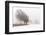 Germany, Baden-Wurttemberg, Black Forest, Schauinsland, Copper Beech-Andreas Keil-Framed Photographic Print