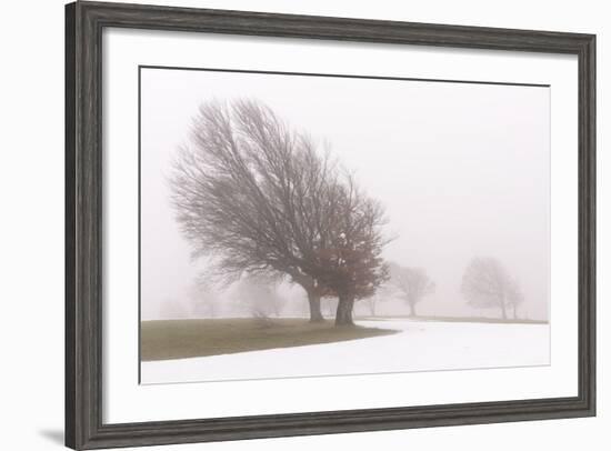 Germany, Baden-Wurttemberg, Black Forest, Schauinsland, Copper Beech-Andreas Keil-Framed Photographic Print