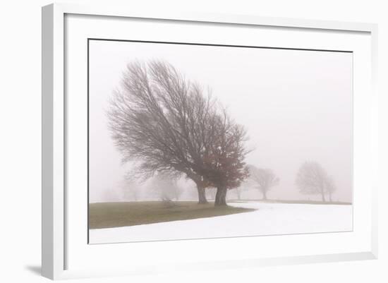 Germany, Baden-Wurttemberg, Black Forest, Schauinsland, Copper Beech-Andreas Keil-Framed Photographic Print