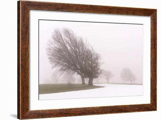 Germany, Baden-Wurttemberg, Black Forest, Schauinsland, Copper Beech-Andreas Keil-Framed Photographic Print