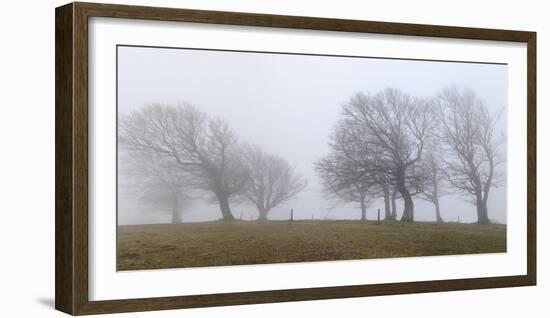 Germany, Baden-Wurttemberg, Black Forest, Schauinsland, Copper Beech-Andreas Keil-Framed Photographic Print