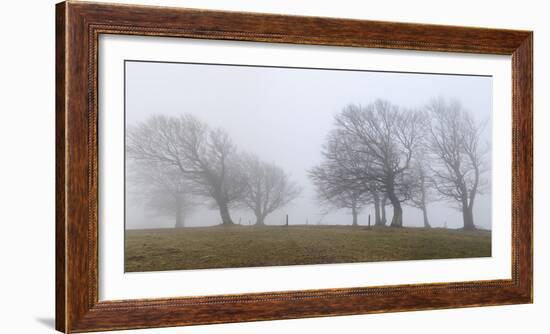 Germany, Baden-Wurttemberg, Black Forest, Schauinsland, Copper Beech-Andreas Keil-Framed Photographic Print