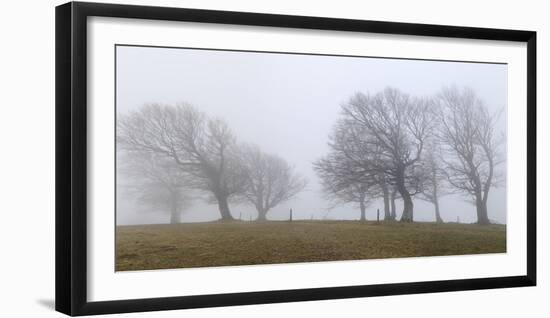 Germany, Baden-Wurttemberg, Black Forest, Schauinsland, Copper Beech-Andreas Keil-Framed Photographic Print