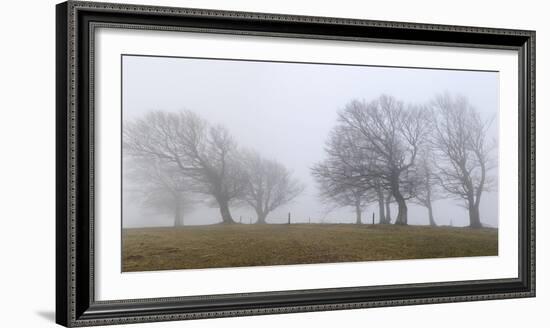 Germany, Baden-Wurttemberg, Black Forest, Schauinsland, Copper Beech-Andreas Keil-Framed Photographic Print