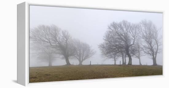 Germany, Baden-Wurttemberg, Black Forest, Schauinsland, Copper Beech-Andreas Keil-Framed Premier Image Canvas