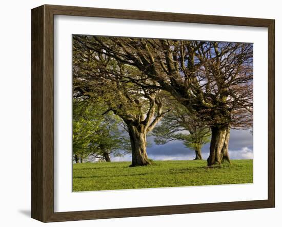 Germany, Baden-Wurttemberg, Black Forest, Schauinsland, Hutebuchen-K. Schlierbach-Framed Photographic Print