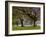 Germany, Baden-Wurttemberg, Black Forest, Schauinsland, Hutebuchen-K. Schlierbach-Framed Photographic Print