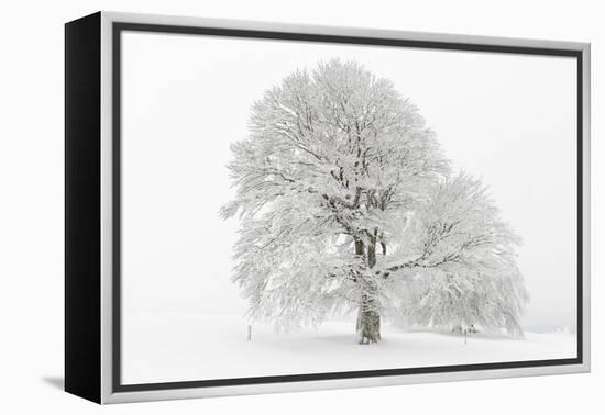 Germany, Baden-Wurttemberg, Black Forest, 'Schauinsland' (Mountain), Copper Beech-Andreas Keil-Framed Premier Image Canvas