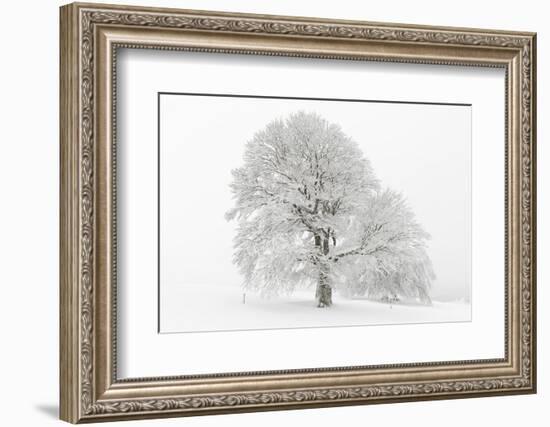 Germany, Baden-Wurttemberg, Black Forest, 'Schauinsland' (Mountain), Copper Beech-Andreas Keil-Framed Photographic Print