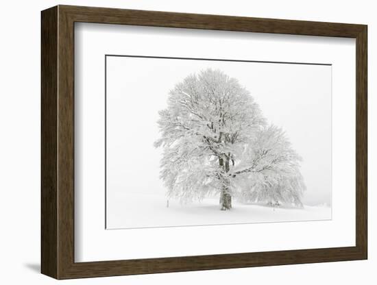 Germany, Baden-Wurttemberg, Black Forest, 'Schauinsland' (Mountain), Copper Beech-Andreas Keil-Framed Photographic Print