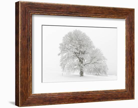 Germany, Baden-Wurttemberg, Black Forest, 'Schauinsland' (Mountain), Copper Beech-Andreas Keil-Framed Photographic Print