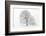 Germany, Baden-Wurttemberg, Black Forest, 'Schauinsland' (Mountain), Copper Beech-Andreas Keil-Framed Photographic Print