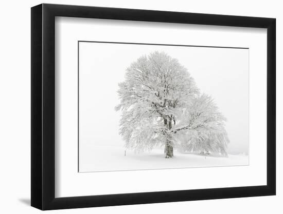 Germany, Baden-Wurttemberg, Black Forest, 'Schauinsland' (Mountain), Copper Beech-Andreas Keil-Framed Photographic Print