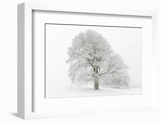 Germany, Baden-Wurttemberg, Black Forest, 'Schauinsland' (Mountain), Copper Beech-Andreas Keil-Framed Photographic Print