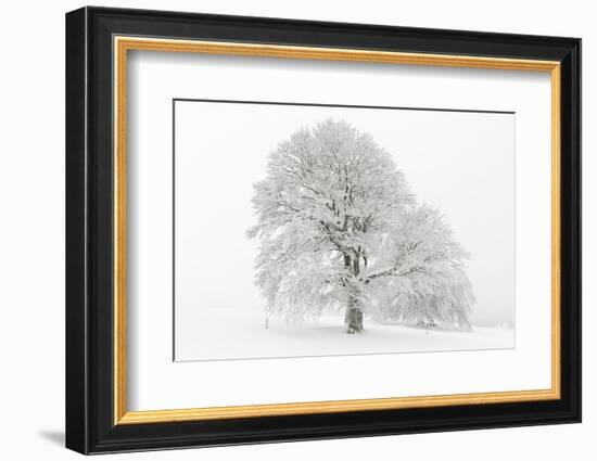 Germany, Baden-Wurttemberg, Black Forest, 'Schauinsland' (Mountain), Copper Beech-Andreas Keil-Framed Photographic Print