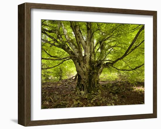 Germany, Baden-Wurttemberg, Black Forest, Todtnau, Hutebuche-K. Schlierbach-Framed Photographic Print