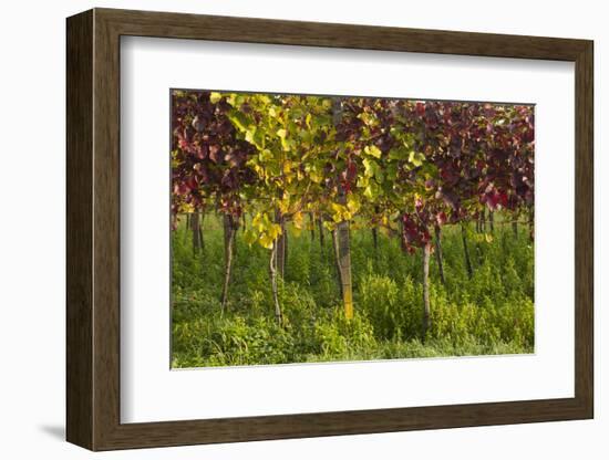 Germany, Baden-Wurttemberg, Endingen, Vineyards, Dawn, Autumn-Walter Bibikow-Framed Photographic Print