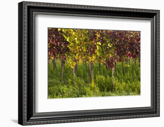 Germany, Baden-Wurttemberg, Endingen, Vineyards, Dawn, Autumn-Walter Bibikow-Framed Photographic Print