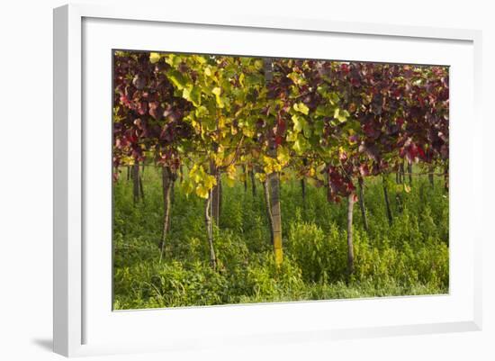 Germany, Baden-Wurttemberg, Endingen, Vineyards, Dawn, Autumn-Walter Bibikow-Framed Photographic Print