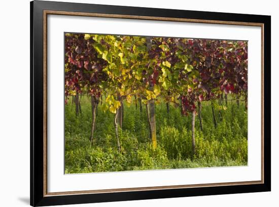 Germany, Baden-Wurttemberg, Endingen, Vineyards, Dawn, Autumn-Walter Bibikow-Framed Photographic Print