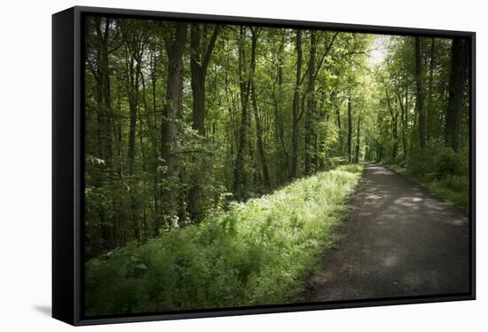 Germany, Baden-Wurttemberg, forest way close the Weingartener Moor Naturschutzgebiet.-Roland T. Frank-Framed Stretched Canvas