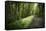 Germany, Baden-Wurttemberg, forest way close the Weingartener Moor Naturschutzgebiet.-Roland T. Frank-Framed Stretched Canvas