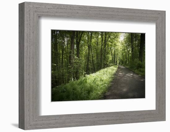 Germany, Baden-Wurttemberg, forest way close the Weingartener Moor Naturschutzgebiet.-Roland T. Frank-Framed Photographic Print