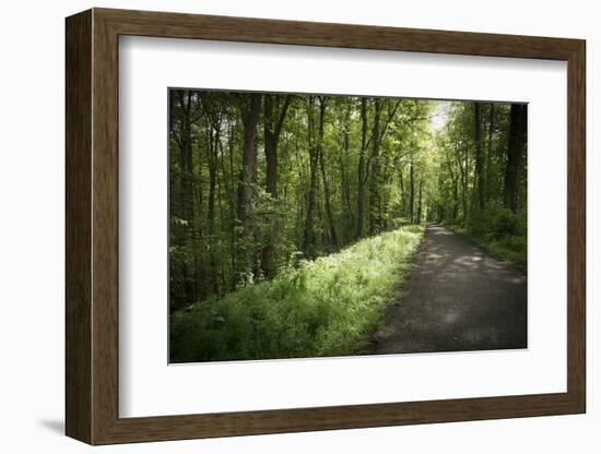 Germany, Baden-Wurttemberg, forest way close the Weingartener Moor Naturschutzgebiet.-Roland T. Frank-Framed Photographic Print