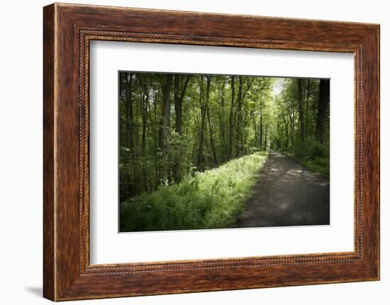 Germany, Baden-Wurttemberg, forest way close the Weingartener Moor Naturschutzgebiet.-Roland T. Frank-Framed Photographic Print