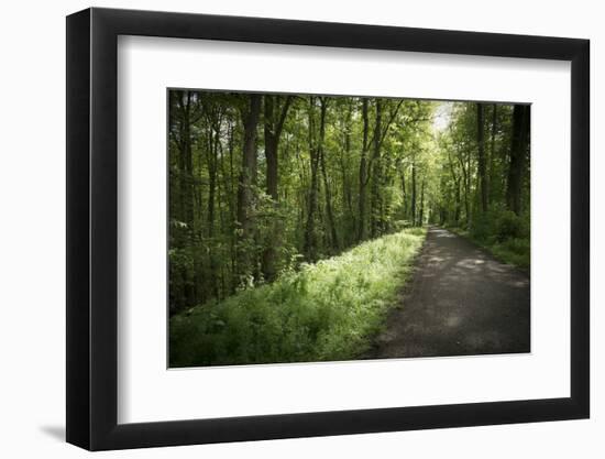 Germany, Baden-Wurttemberg, forest way close the Weingartener Moor Naturschutzgebiet.-Roland T. Frank-Framed Photographic Print