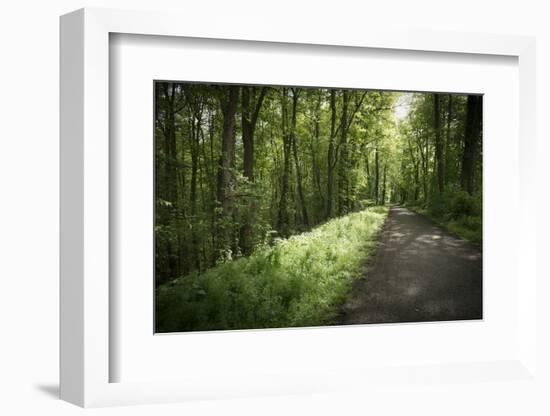 Germany, Baden-Wurttemberg, forest way close the Weingartener Moor Naturschutzgebiet.-Roland T. Frank-Framed Photographic Print