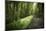 Germany, Baden-Wurttemberg, forest way close the Weingartener Moor Naturschutzgebiet.-Roland T. Frank-Mounted Photographic Print