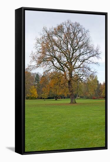 Germany, Baden-Wurttemberg, Karlsruhe, castle grounds trees in autumn-Roland T. Frank-Framed Stretched Canvas