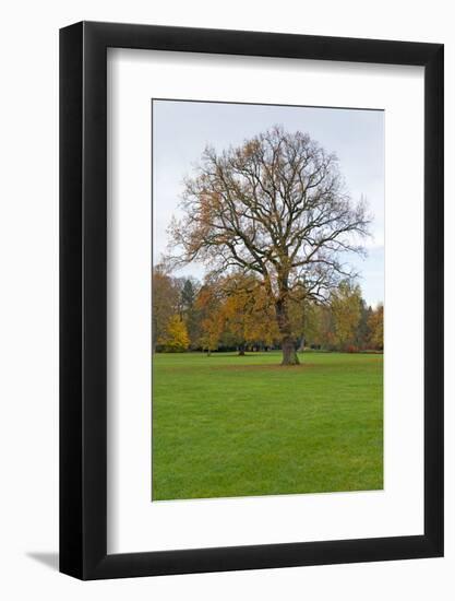 Germany, Baden-Wurttemberg, Karlsruhe, castle grounds trees in autumn-Roland T. Frank-Framed Photographic Print
