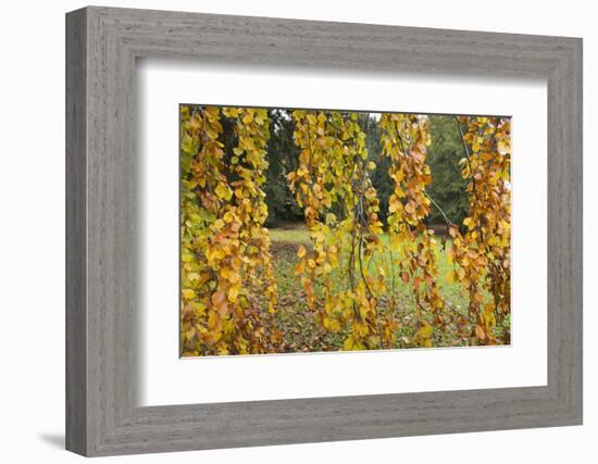 Germany, Baden-Wurttemberg, Karlsruhe, in the castle grounds, trees in autumn.-Roland T. Frank-Framed Photographic Print