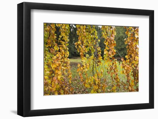 Germany, Baden-Wurttemberg, Karlsruhe, in the castle grounds, trees in autumn.-Roland T. Frank-Framed Photographic Print