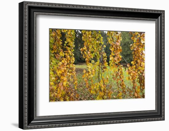 Germany, Baden-Wurttemberg, Karlsruhe, in the castle grounds, trees in autumn.-Roland T. Frank-Framed Photographic Print