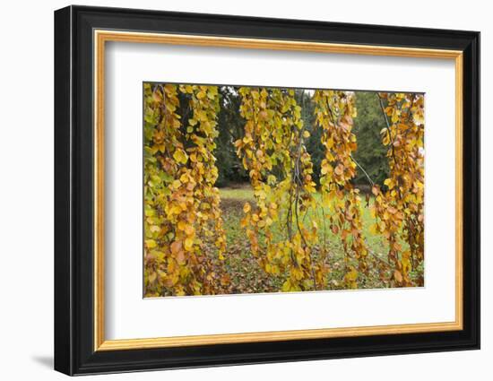 Germany, Baden-Wurttemberg, Karlsruhe, in the castle grounds, trees in autumn.-Roland T. Frank-Framed Photographic Print