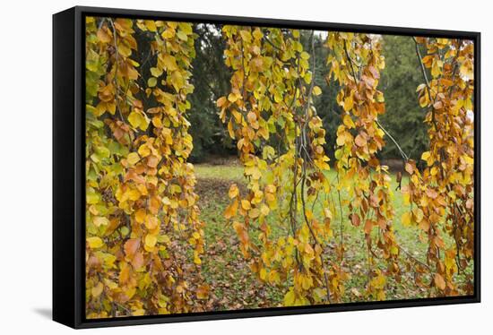 Germany, Baden-Wurttemberg, Karlsruhe, in the castle grounds, trees in autumn.-Roland T. Frank-Framed Stretched Canvas