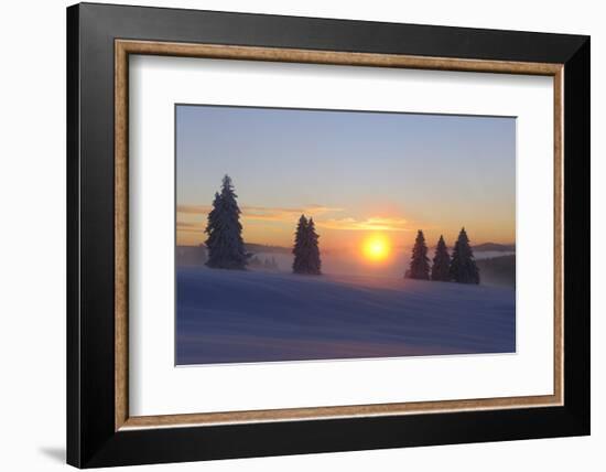 Germany, Baden-Wurttemberg, South Black Forest, Feldberg Area, Winter Scenery, Sunrise-Herbert Kehrer-Framed Photographic Print