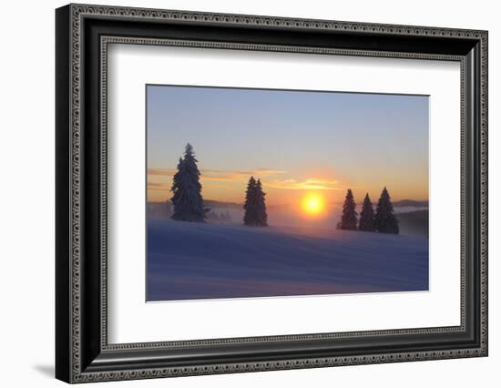 Germany, Baden-Wurttemberg, South Black Forest, Feldberg Area, Winter Scenery, Sunrise-Herbert Kehrer-Framed Photographic Print