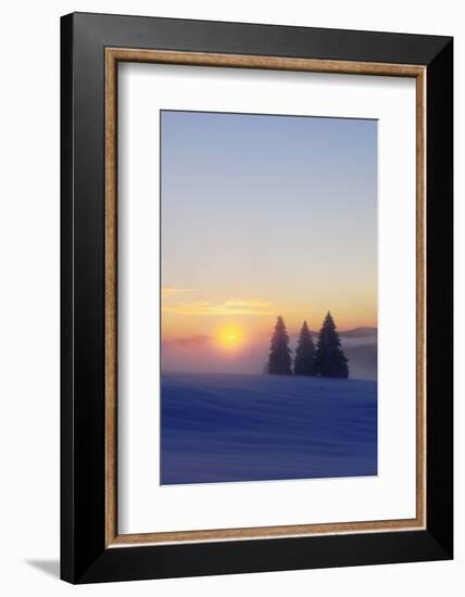 Germany, Baden-Wurttemberg, South Black Forest, Feldberg (Mountain), Winter Scenery, Sunrise-Herbert Kehrer-Framed Photographic Print