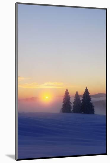 Germany, Baden-Wurttemberg, South Black Forest, Feldberg (Mountain), Winter Scenery, Sunrise-Herbert Kehrer-Mounted Photographic Print