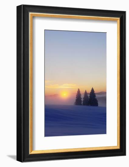 Germany, Baden-Wurttemberg, South Black Forest, Feldberg (Mountain), Winter Scenery, Sunrise-Herbert Kehrer-Framed Photographic Print