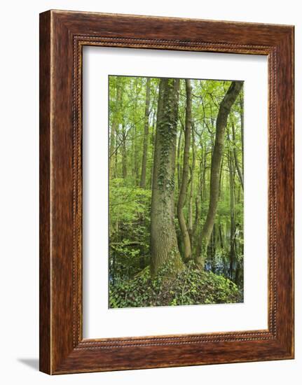 Germany, Baden-Wurttemberg, Weingartener Moor Naturschutzgebiet, spring in Weingartener Moor-Roland T. Frank-Framed Photographic Print