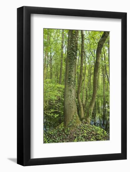 Germany, Baden-Wurttemberg, Weingartener Moor Naturschutzgebiet, spring in Weingartener Moor-Roland T. Frank-Framed Photographic Print