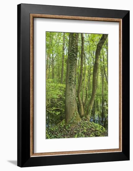 Germany, Baden-Wurttemberg, Weingartener Moor Naturschutzgebiet, spring in Weingartener Moor-Roland T. Frank-Framed Photographic Print